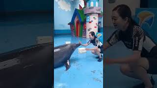 Dolphin lover ❤️❤️😍।। viral shorttreanding reel [upl. by Yzdnil784]