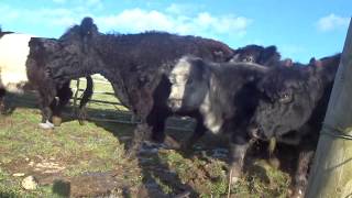 Moving galloway cattle back to the yard [upl. by Netsrijk499]