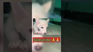 Cooper Ko kya Hua😢😭puppy ytshorts pets doglover [upl. by Gwyn108]