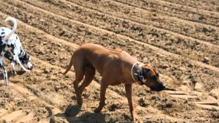 rhodesian ridgeback and dalmatian [upl. by Niwri]