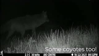 Aki Centre Trail Cam Wildlife Compilation  October December 2021 [upl. by Ttesil]