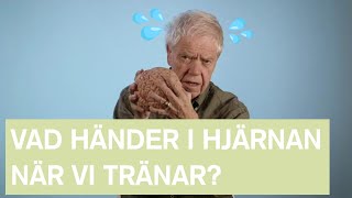 Vad händer med hjärnan när vi tränar  Hjärnkanalen [upl. by Ayek]