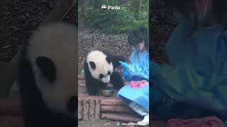 Panda Baby Can’t Stop Licking The Bowl  iPanda [upl. by Leisha]