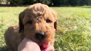 Oakley UPDATE  Mini Goldendoodle  Family Bred Puppies [upl. by Nickey]