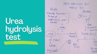 urea hydrolysis testurease test in microbiology biochemical test in microbiology [upl. by Yenitirb]