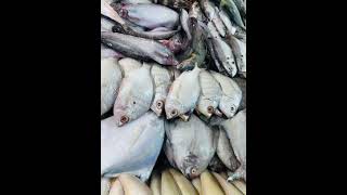 SAGAR FISH VERITY ☺️ music foodseafood fishing viralvideo [upl. by Nayt]