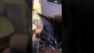 Tiny Maine coon kitten Willie decides Dad’s back is a ladder crazycoons shorts funnycats [upl. by Old]