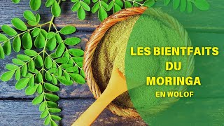 Les bienfaits du Moringa la plante miracle aux mille vertus [upl. by Adraynek]