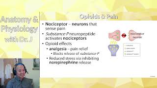 AampP 1 PHYL 141  Nervous Tissue  Endorphins amp Opioids [upl. by Monto]