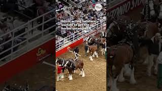 Budweiser Clydesdales get tangled at San Antonio rodeo  USA TODAY Shorts [upl. by Aihcats]