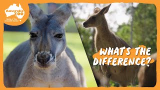 Kangaroo Comparison with Bindi amp Chandler  Australia Zoo Life [upl. by Sharona424]