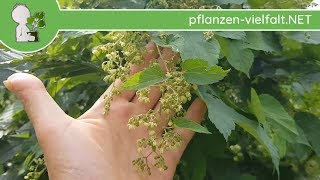 EchterWilder Hopfen  Männliche BlüteBlüten Humulus lupulus  Wildpflanzen Bestimmung [upl. by Inaffets]