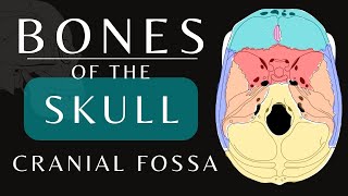 Cranial Fossa Anatomy  Bones of the Skull  Anatomy and Physiology skull shorts [upl. by Francois]