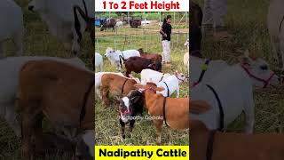 friendly Nadipathy Cows viral shorts yt reels abudabi usa canada uae dubai oman [upl. by Silrac]