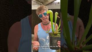 Cobra Plant Darlingtonia Care and Seed Sowing [upl. by Teillo55]