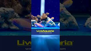 Bells Flasher Wrasse liveaquaria wrasse fish aquarium hobby reeftank [upl. by Gagnon]