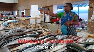 Velankanni Fish Market  Nagapattinam Tamil Nadu  India [upl. by Pitarys76]