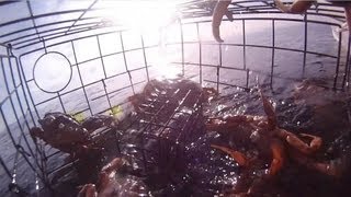 GoPro in a crab pot 60 down Birch Bay Washington [upl. by Yeltsew]