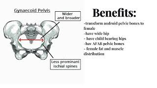 male to female pelvic structure  booster gynecoid pelvis [upl. by Noseimaj]