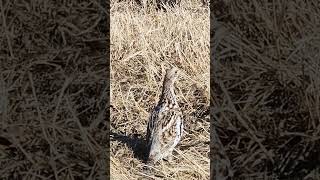 Young Spring Grouse alberta birds canadalife outdoors wildlife [upl. by Groos]