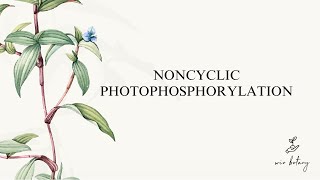 NONCYCLIC PHOTOPHOSPHORYLATION  LIGHT PHASE OF PHOTOSYNTHESIS [upl. by Reneta]