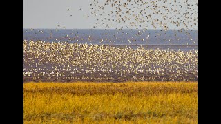 Golden Plover swirling around near sunset  at The Wash [upl. by Del]