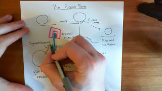 The Synaptic Vesicle Fusion Pore Part 1 [upl. by Yelahs]