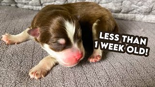 Newborn Chocolate Pomsky Puppies [upl. by Pedersen]