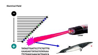 Aula 8  Sequenciamento de DNA  Método Sanger [upl. by Anitsirt97]