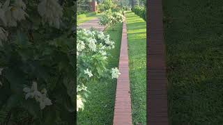 flowers ytchanne love nature viralvideo viralvideo video viralreels [upl. by Verile]