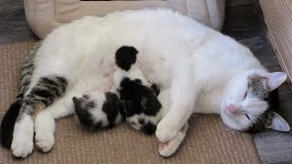 Our Cats 268  Short Clip  Matilda The Cat Nurses Her 5 Kittens  PART 2 [upl. by Aynad]