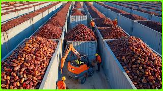 Dates Mega Factory They Grow and Process Millions of Dates In Factory With Modern Technology [upl. by Nosnaj]