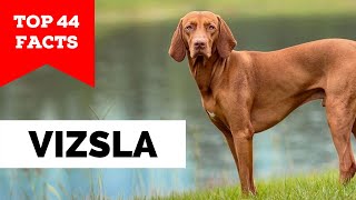 99 of Vizsla Owners Dont Know This [upl. by Kirat]