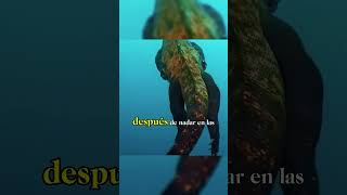 ¡La Iguana Marina PRO 🦎🔥 ¿Godzilla en la Vida Real 😱🌊 Wildlife NatureLovers EpicAnimals [upl. by Bain59]