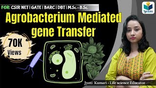 AGROBACTERIUM MEDIATED GENE TRANSFER  CSIR NET  GATE  MSc  BSc [upl. by Khanna]