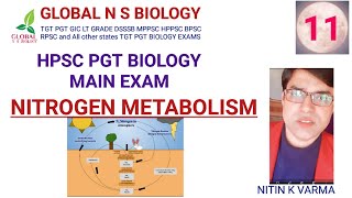 Nitrogen Metabolism [upl. by Almeria702]