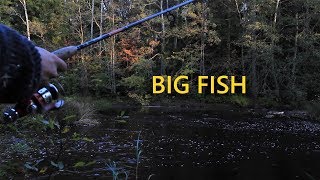 Adirondack Shelter and a BIG fish [upl. by Odlo]