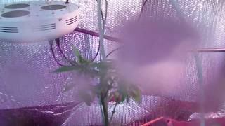 Homemade Hydroponics Aeroponic Grow Container [upl. by Rambert]