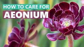 BEST TIPS HOW TO CARE FOR AEONIUM SUCCULENT PLANTS [upl. by Keslie296]