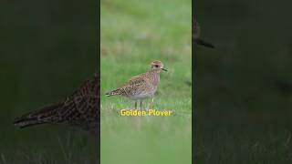 Discover The Majestic Golden Plover In Action wildlifefilming naturephotography [upl. by Fachan651]