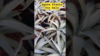 Agave Plants for sale WhatsApp 9042808228 [upl. by Iasi696]