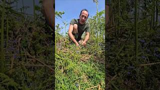 Greater Speedwell veronica chamaedrys foraging herbs gardening permaculture explore nature [upl. by Niasuh]