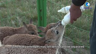 GLOBALink  Baby Tibetan antelopes rescued by rangers in Chinas Hoh Xil [upl. by Drucy892]