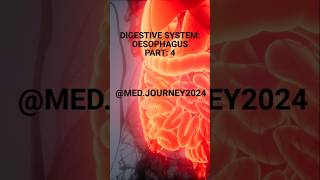 ANATOMY OF DIGESTIVE SYSTEM PART 4  OESOPHAGUS digestivesystem oesophagus anatomy shorts [upl. by Saihttam698]