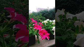 Petunia flower garden flowers youtubeshorts houseplants [upl. by Karlik]