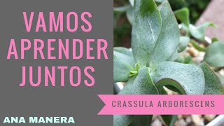 CRASSULA ARBORESCENS SUBS UNDULATIFOLIA VAMOS APRENDER JUNTOS [upl. by Jonina]