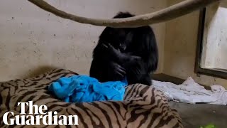 Emotional moment chimpanzee mother reunited with her baby [upl. by Evars]