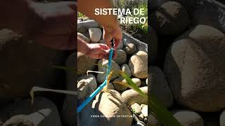 INSTALACIÓN RIEGO AUTOMÁTICO 💧🌱 paso a paso Sistema por Goteo y Micro Aspersores [upl. by Alix706]