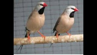 Long tail Finch male and female difference loving pets Empire [upl. by Sedberry346]