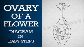 How to draw ovary of a flower in easy steps  ncert class 10  Biology CBSE X science [upl. by Libbna868]